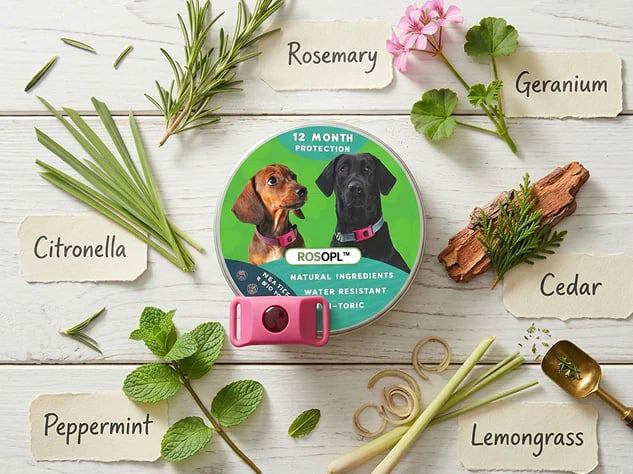 ⏰Last Day 60% OFF-🐕12 Months Flea and Tick Free.