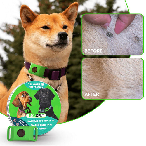 ⏰Last Day 60% OFF-🐕12 Months Flea and Tick Free.