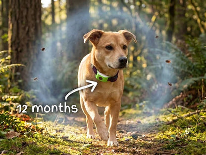 ⏰Last Day 60% OFF-🐕12 Months Flea and Tick Free.