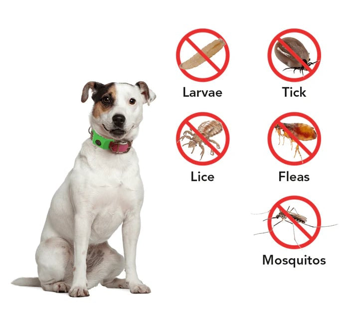 ⏰Last Day 60% OFF-🐕12 Months Flea and Tick Free.